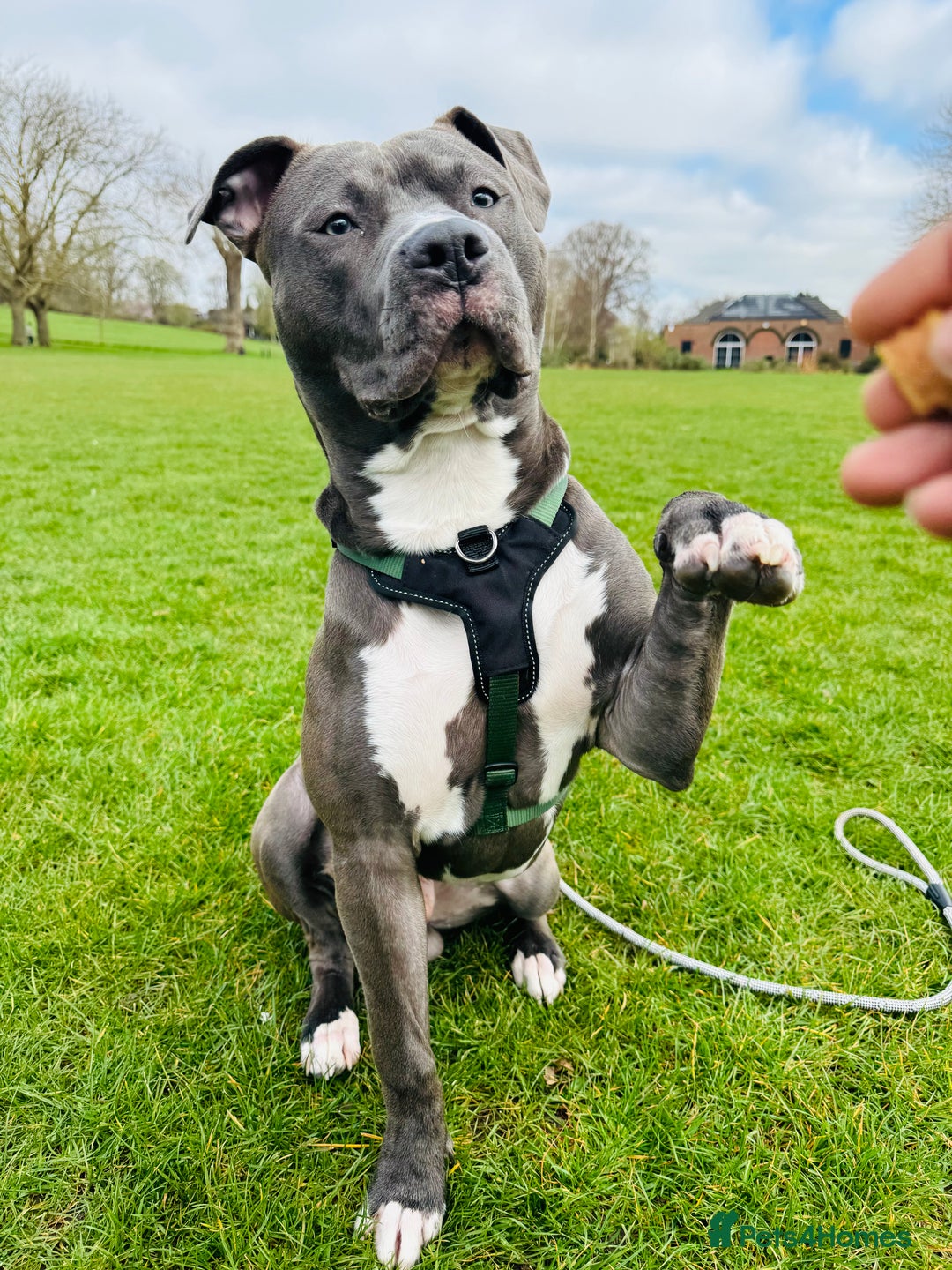 Mixed Breed dogs for sale: Staff mix dog looking for a house  - Advert 4