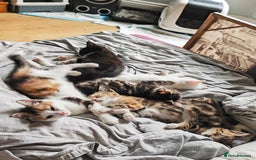 Khao Manee cats for sale: Mixed price Khao Manee kittens  - Image 28