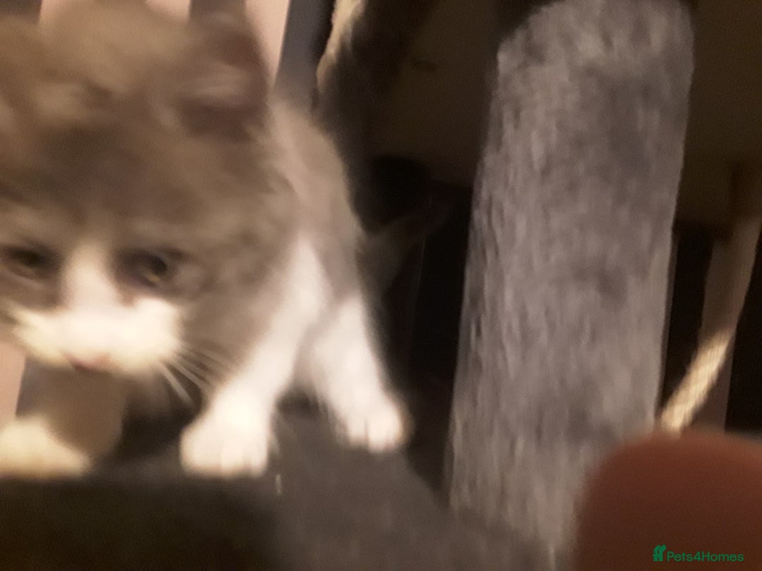 Maine Coon cats for sale: Mainecoon  x ragdolls - Advert 39