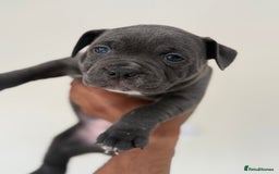 Staffordshire Bull Terrier dogs for sale: Pick of the litter pup available! Ch Bloodline - Image 2