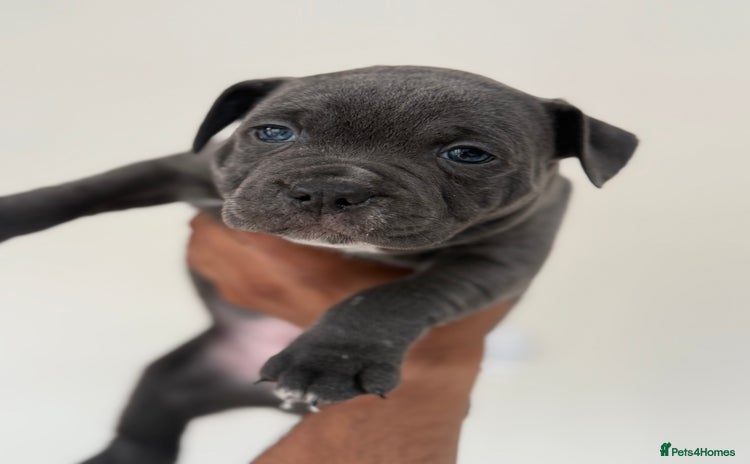 Staffordshire Bull Terrier dogs - Advert 1