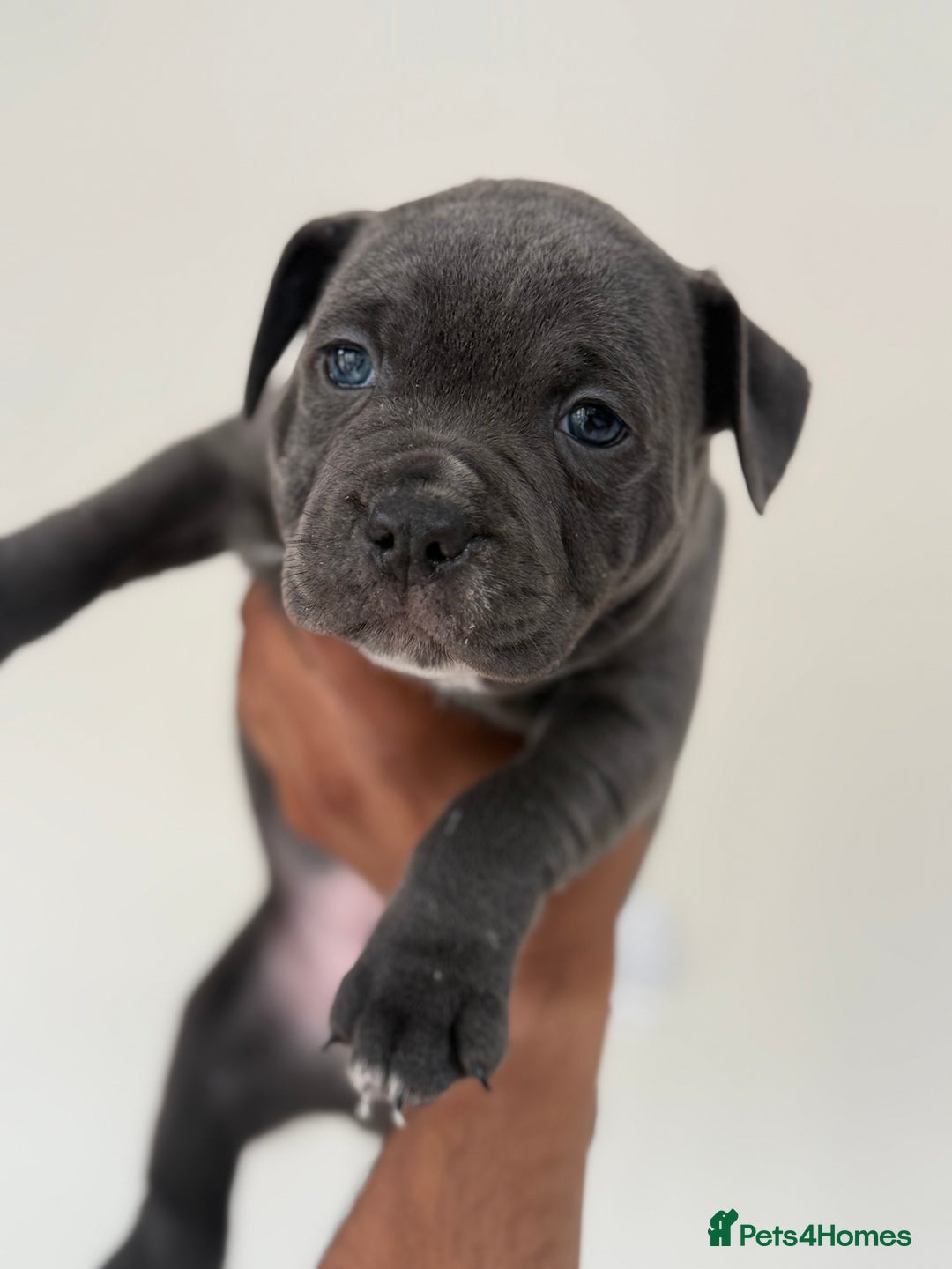 Staffordshire Bull Terrier dogs for sale: Pick of the litter pup available! Ch Bloodline - Image 2