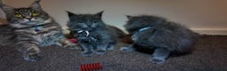 Maine Coon cats for sale: Beautiful Mainecoon Kittens Maine Coon Purebred - Advert 7