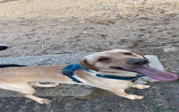 Labrador Retriever dogs for sale: stunning KC registed Labrador Retriever - Image 5