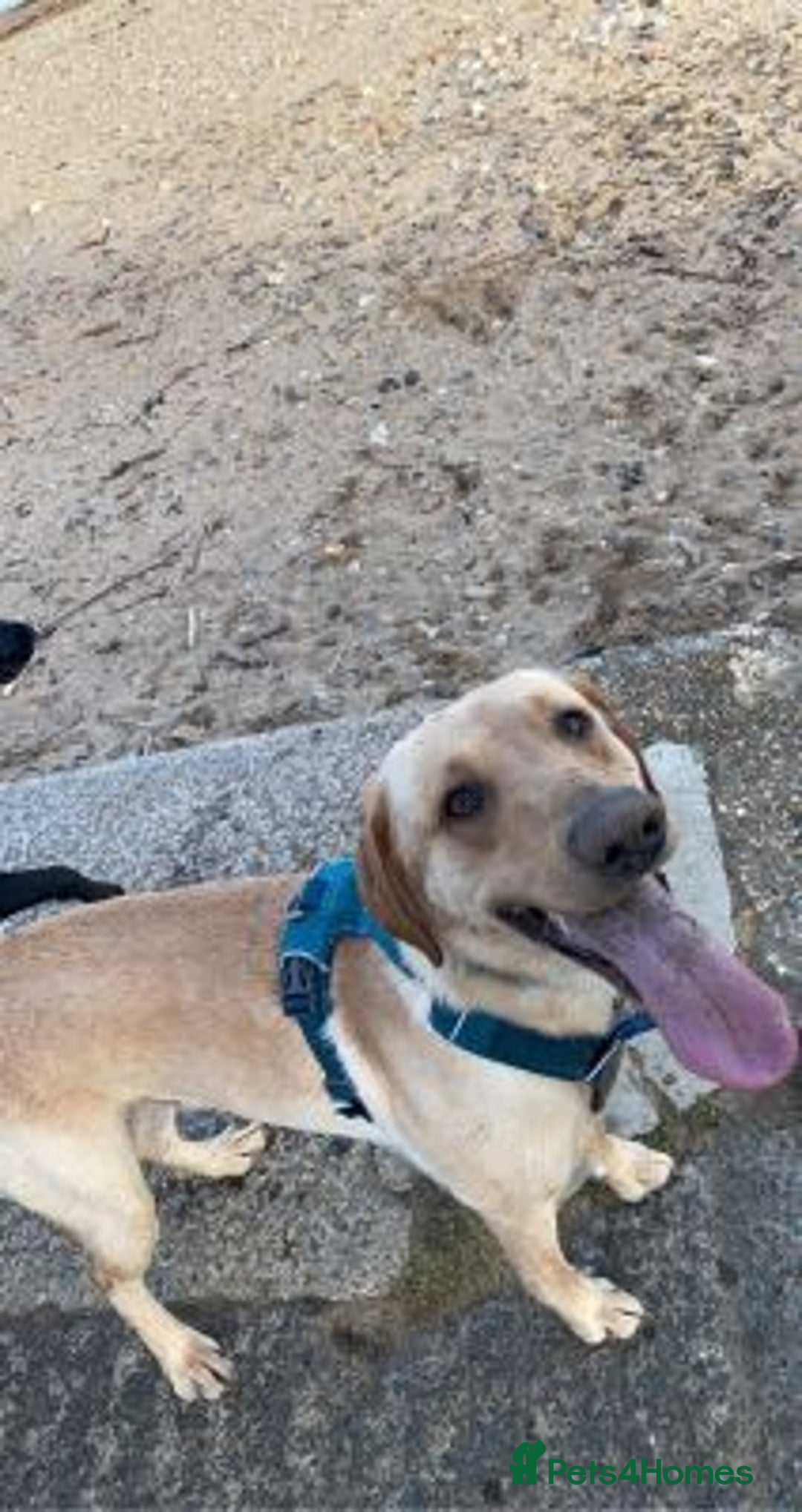 Labrador Retriever dogs for sale: stunning KC registed Labrador Retriever - Image 5