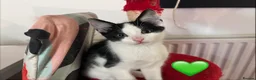 Mixed Breed cats for sale: 😻💚🩵💙🧡💛😻 - Advert 15