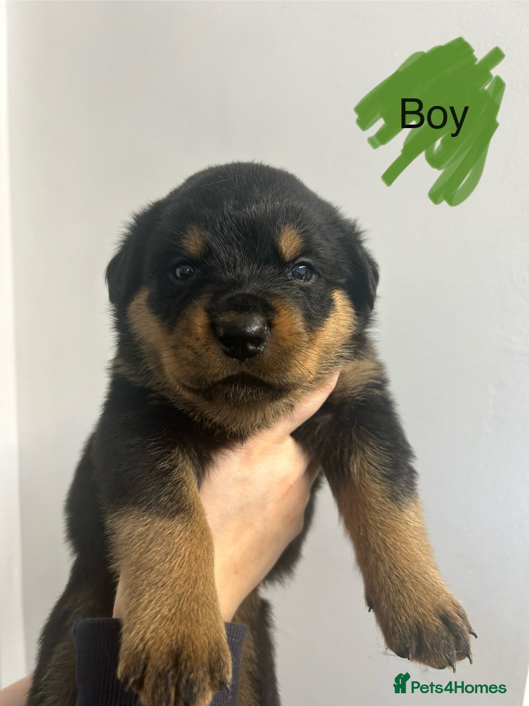 Rottweiler dogs for sale: 8 Chunky Rottweiler puppies for sale - Image 7