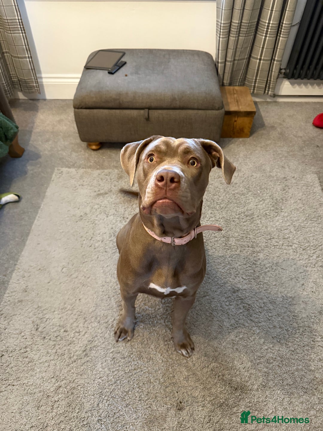 Mixed Breed dogs for sale: Borehole x cane corso female  - Advert 1