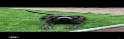 Cane Corso dogs for sale: Female cane corso puppy  in Manchester - Advert 2