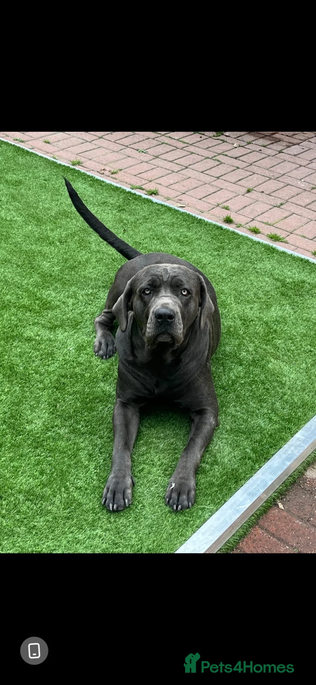 Cane Corso dogs for sale: Female cane corso puppy  in Manchester - Advert 2