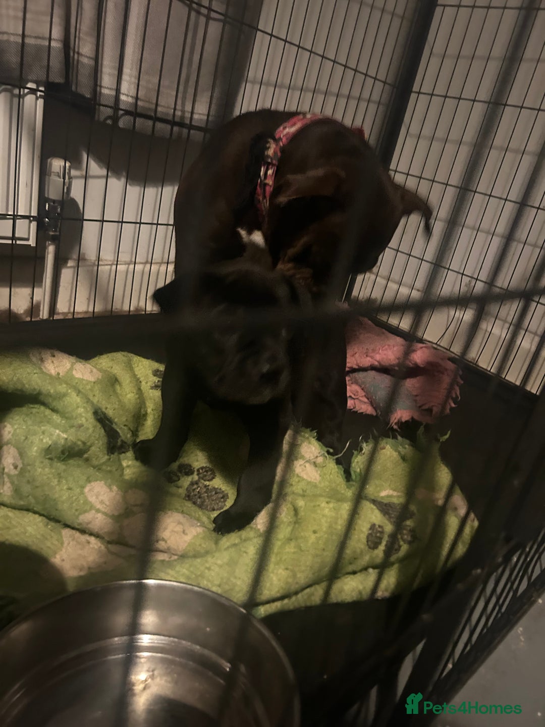 Olde English Bulldogge dogs for sale: absolutely stunning puppy - Image 4