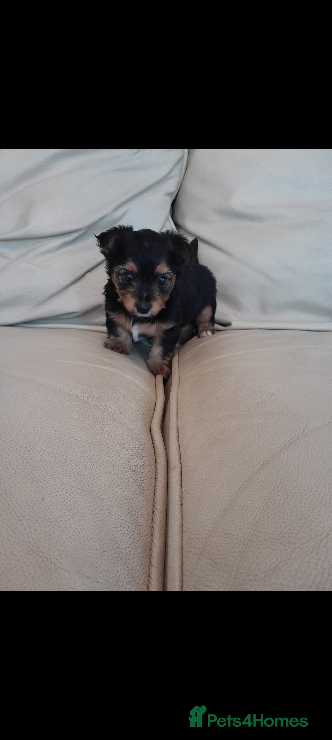 Yorkshire Terrier dogs for sale: Yorkshire Terrier Puppies - Image 2