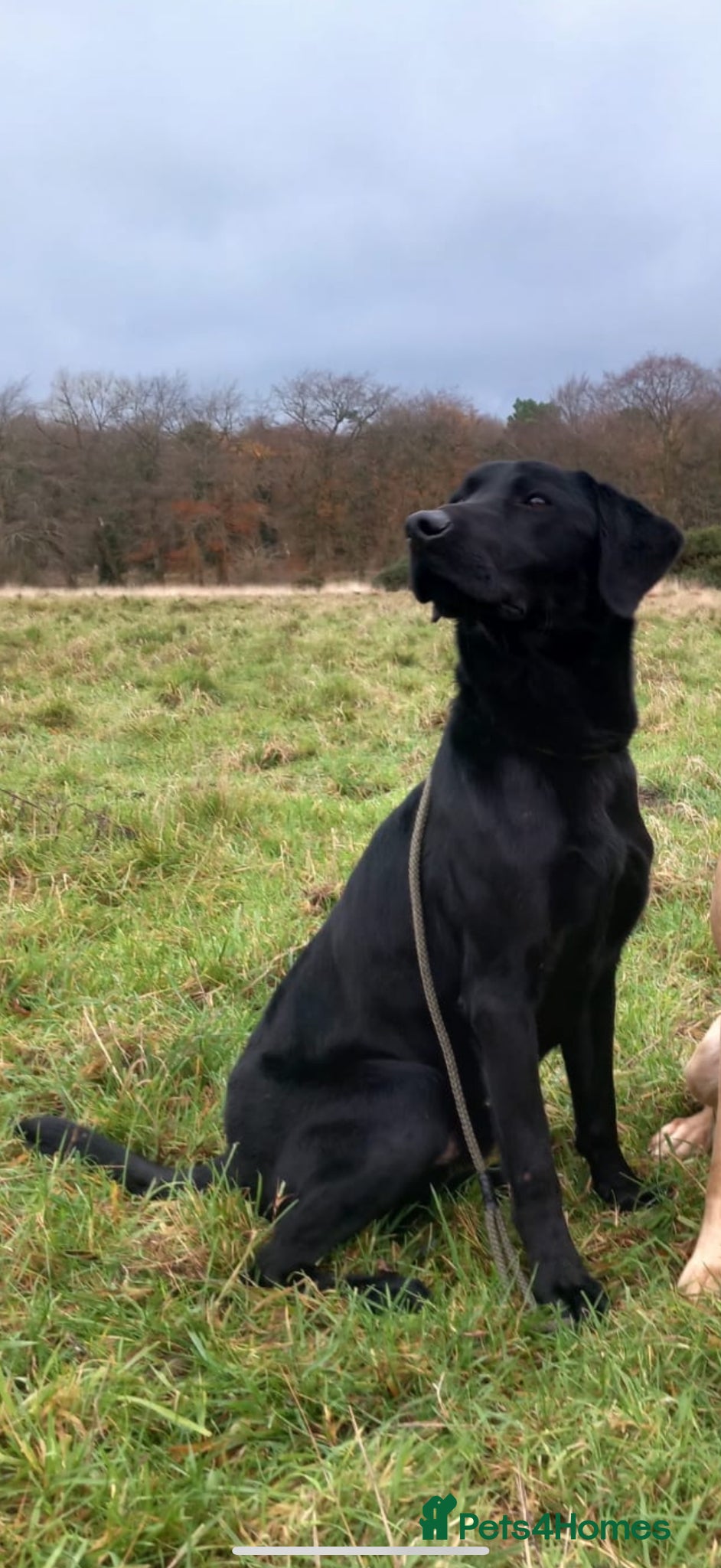 Labrador Retriever dogs KC Registered Labrador with exceptional pedigree  - Advert 5