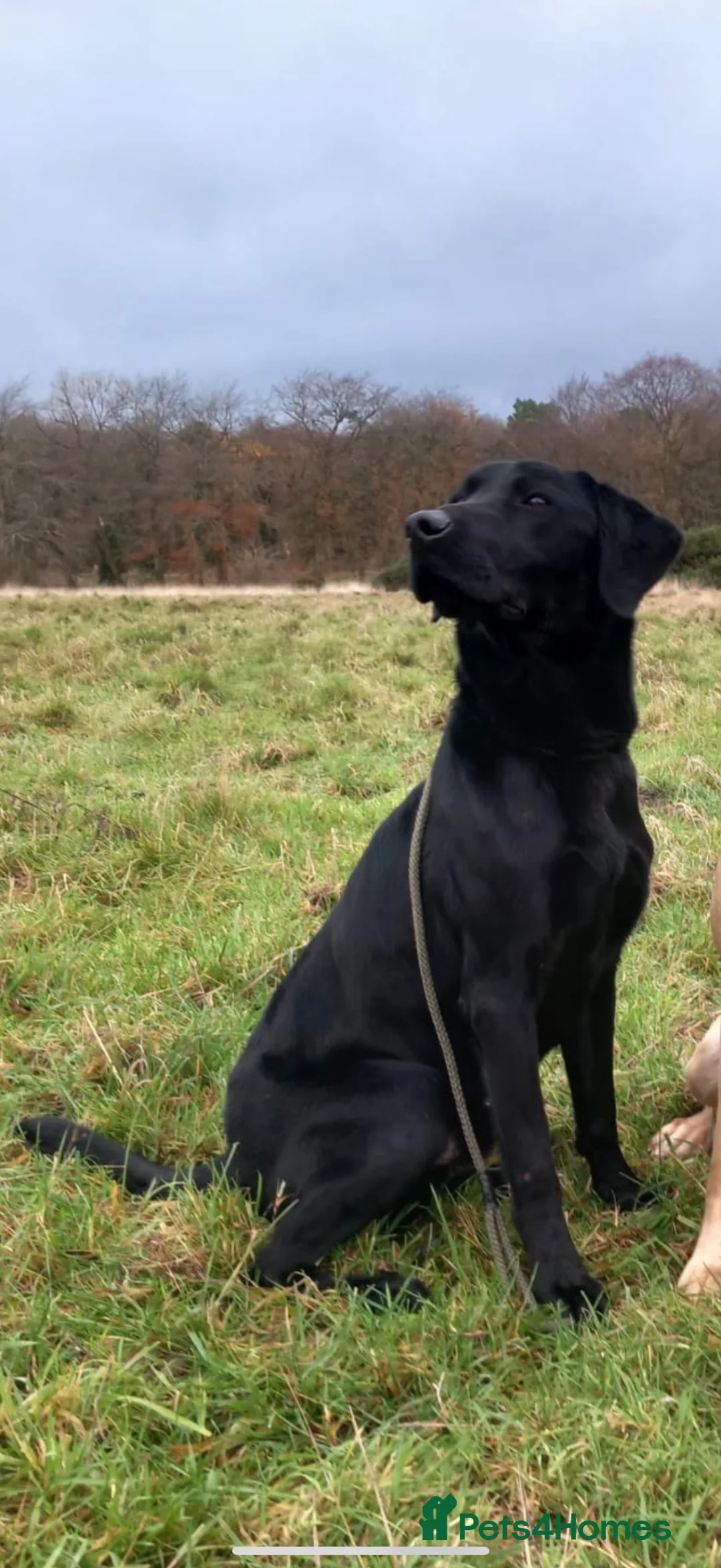 Labrador Retriever dogs for stud: KC Registered Labrador with exceptional pedigree  in Thetford - Advert 1