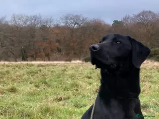 Labrador Retriever dogs KC Registered Labrador with exceptional pedigree - Advert 5