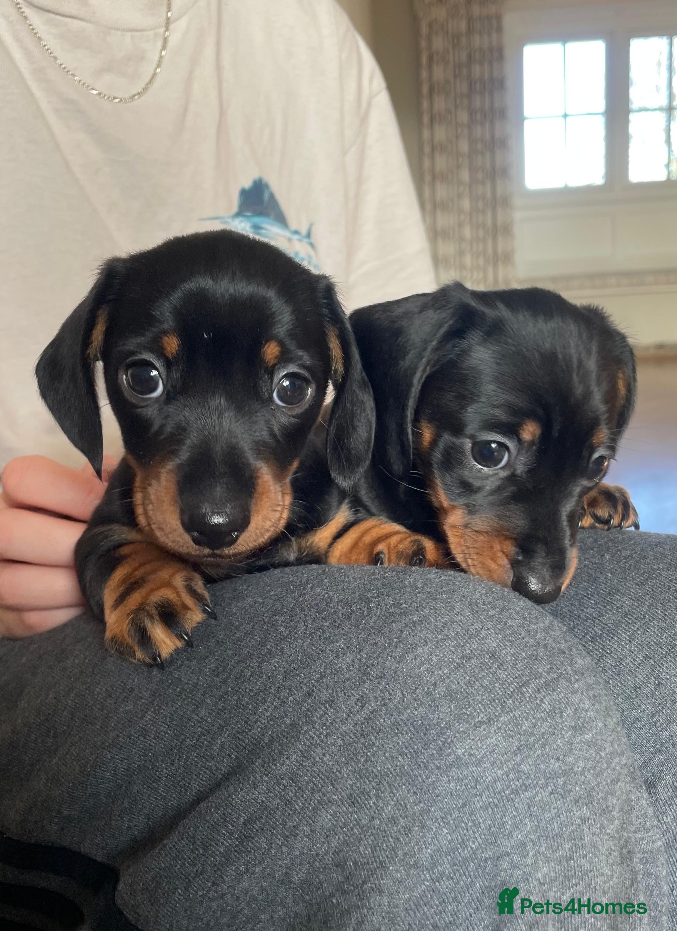 Miniature Dachshund dogs KC Registered miniature dachshunds for sale  - Advert 10