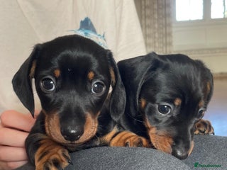 Miniature Dachshund dogs KC Registered miniature dachshunds for sale - Advert 1