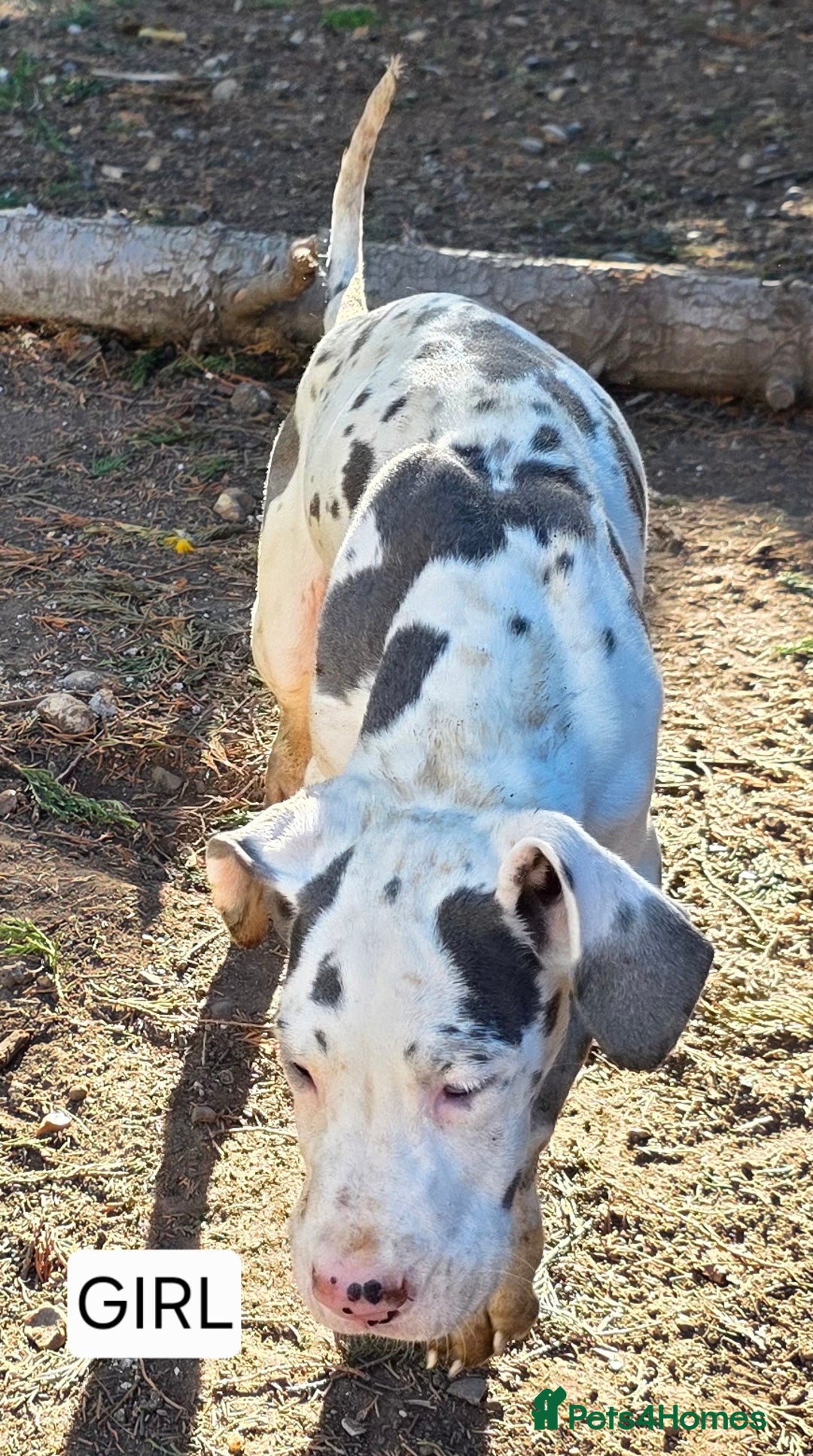 Great Dane dogs for sale: Great dane puppies  - Image 5