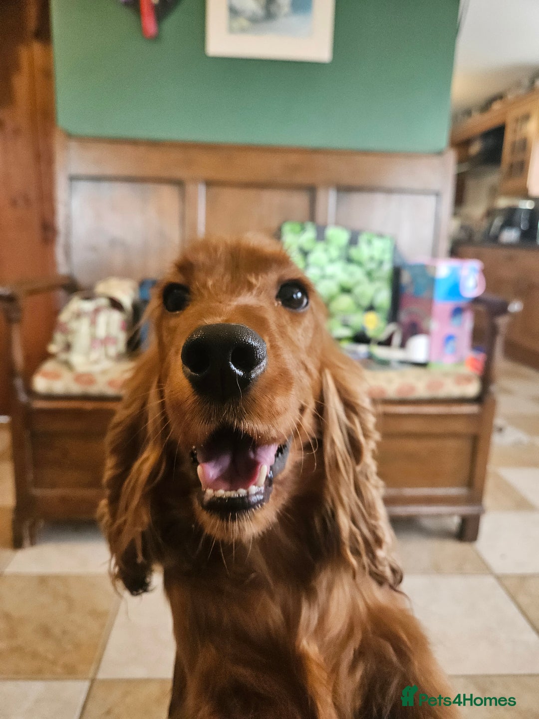 Cocker Spaniel dogs for sale: Cocker Spaniel Puppies Show Type - Image 6
