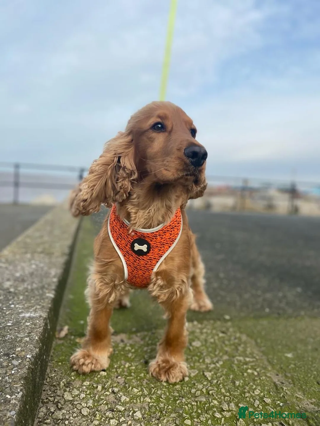 Cocker Spaniel dogs for stud: Cocker Spaniel For Stud in Liverpool - Advert 2