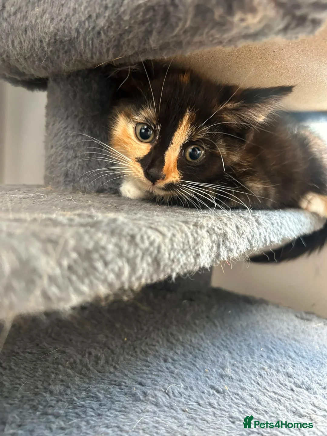 Mixed Breed cats for sale: 3 adorable kittens looking for a new home! - Advert 6
