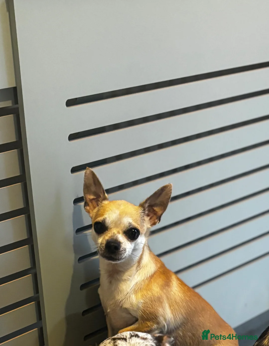 Chihuahua dogs for sale: Chihuahua Pair Looking for a Quiet, Loving Home 🐾 in Colchester - Advert 5