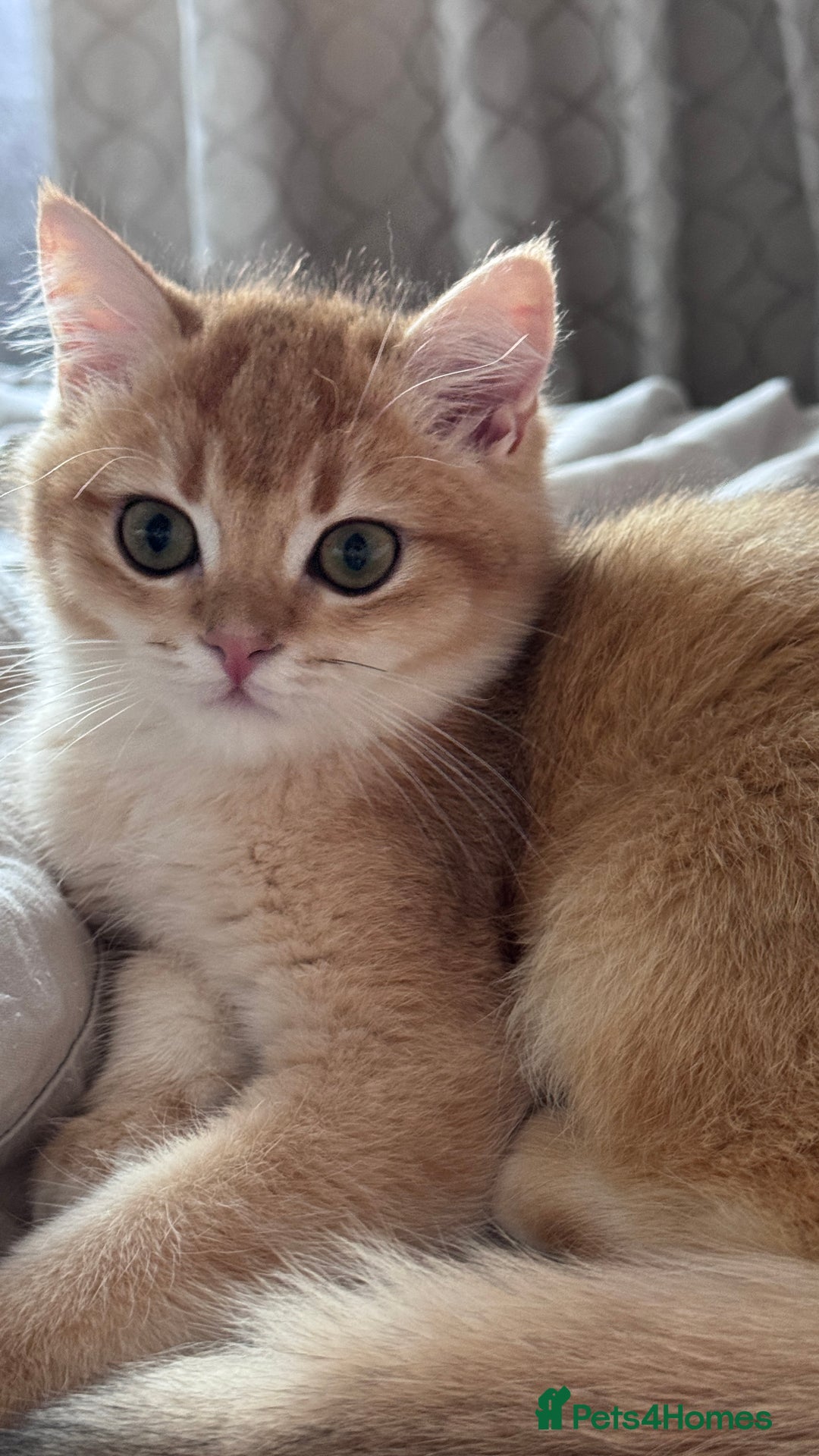 British Shorthair cats for sale: GCCF BSH ONE BOY READY TO GO GOLDEN BLACK TIPPED  - Advert 12