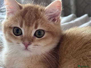 British Shorthair cats GCCF BSH ONE BOY READY TO GO GOLDEN BLACK TIPPED - Advert 6