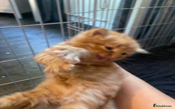 Mixed Breed cats for sale: 3 kittens - Image 10
