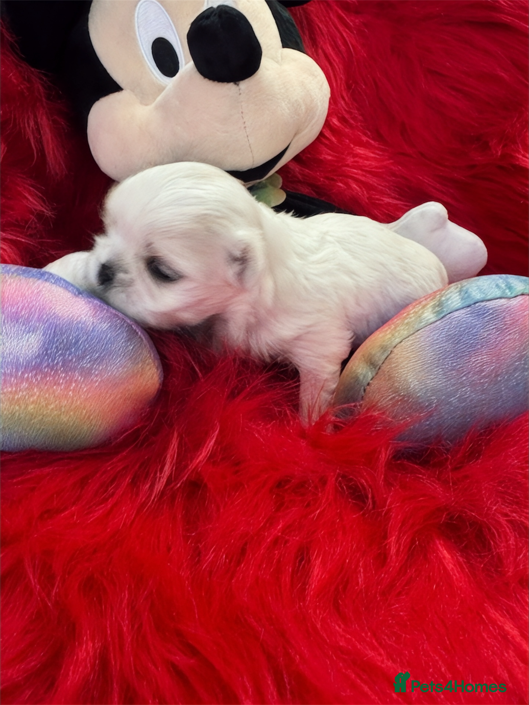 Maltese dogs for sale: 🌟Maltedoll Tiny Korean Maltese KC Reg🌟 - Image 5