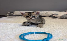 Savannah cats for sale: Savannah x kittens  - Image 9