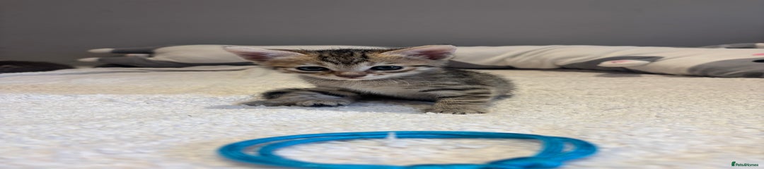 Savannah Kitten 7