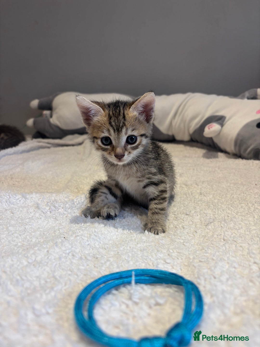 Savannah cats for sale: Savannah x kittens  - Image 9