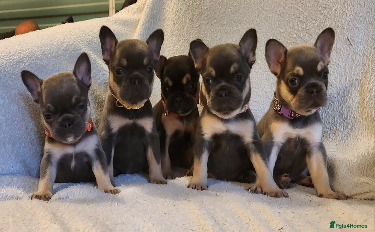 French Bulldog dogs - Advert 9