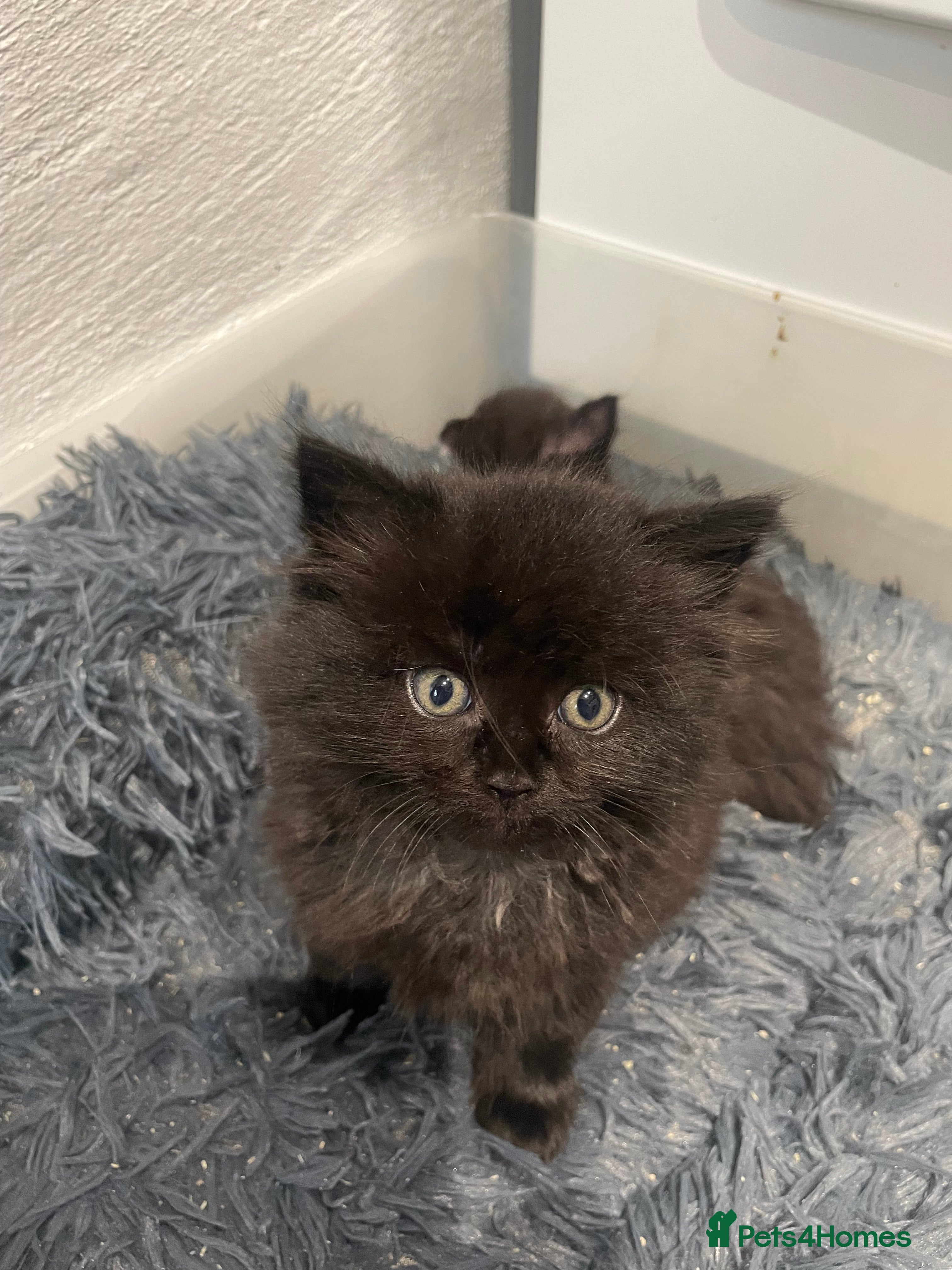 Mixed Breed cats Ragdoll cross kittens  - Advert 7