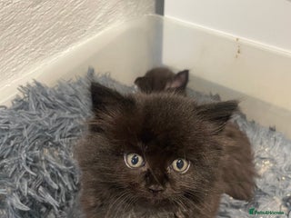 Mixed Breed cats Ragdoll cross kittens - Advert 1