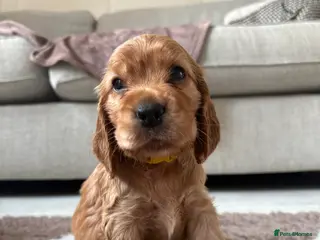 Cocker Spaniel dogs Show type cocker spaniels *ONE GIRL LEFT* - Advert 6