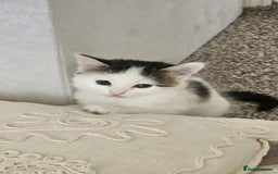 Mixed Breed cats for adoption: Rescue kitten Pixi needs forever home - Image 2