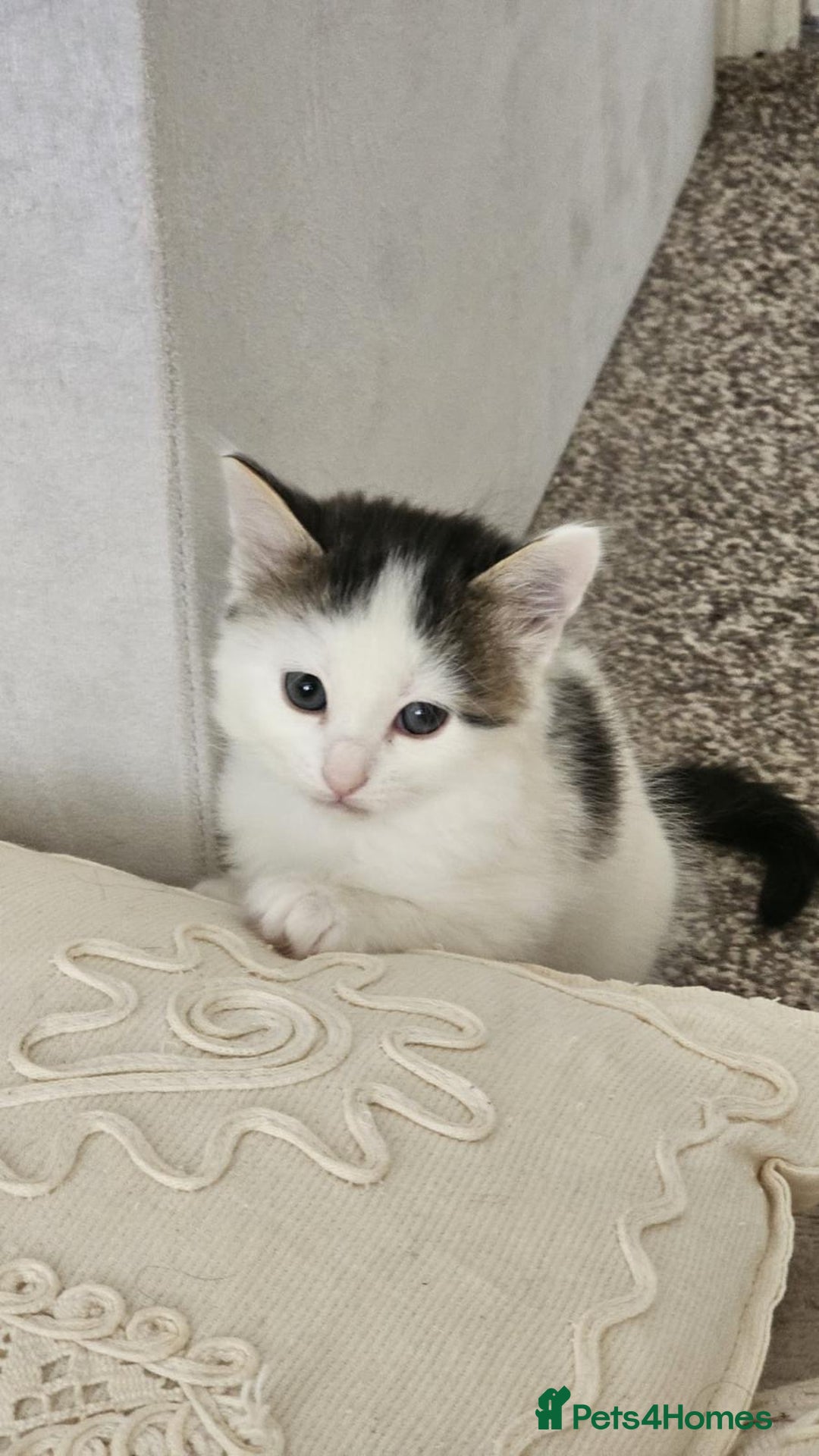 Mixed Breed cats for adoption: Rescue kitten Pixi needs forever home - Image 2