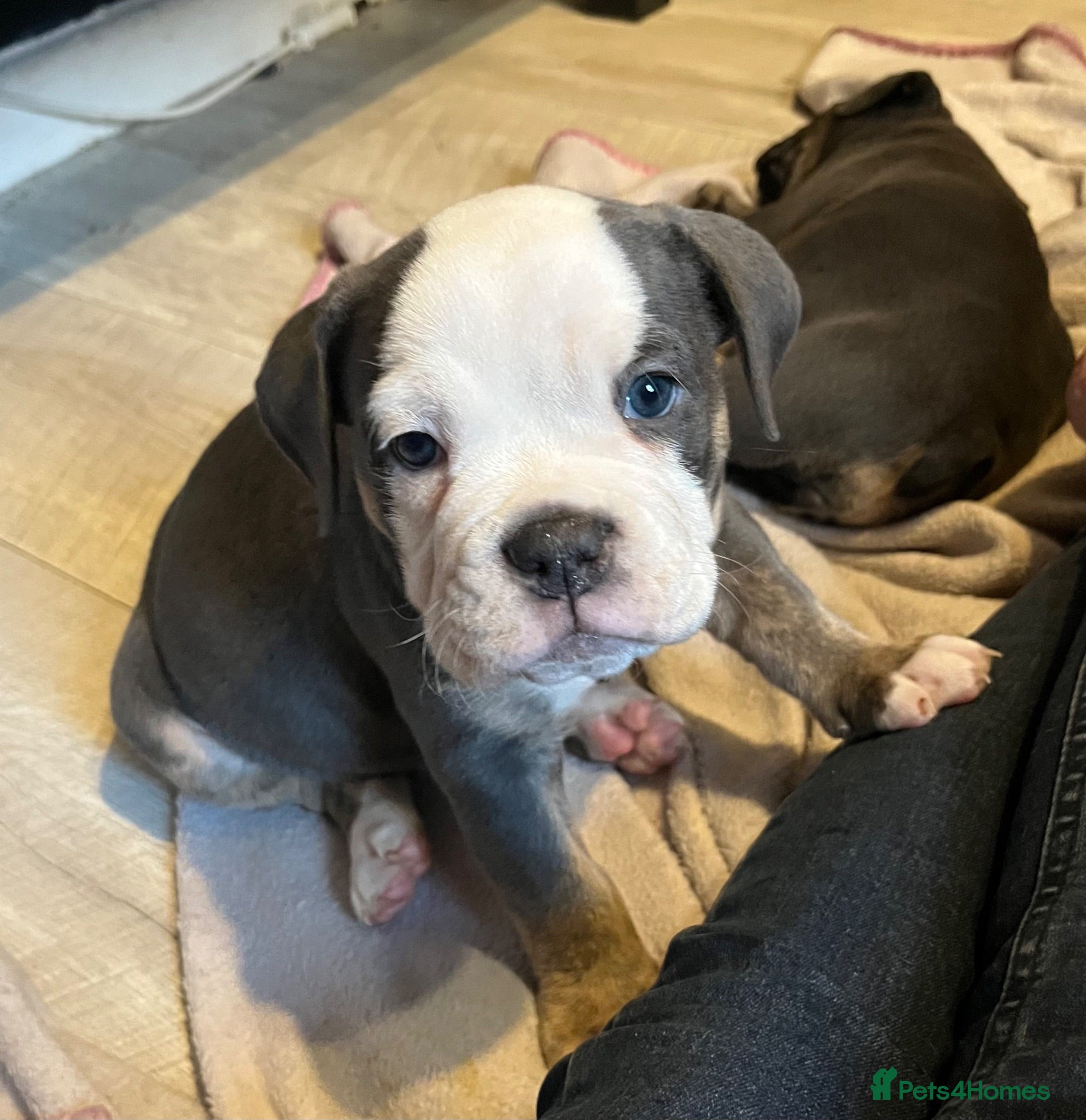 Olde English Bulldogge dogs Beautiful litter  - Advert 16