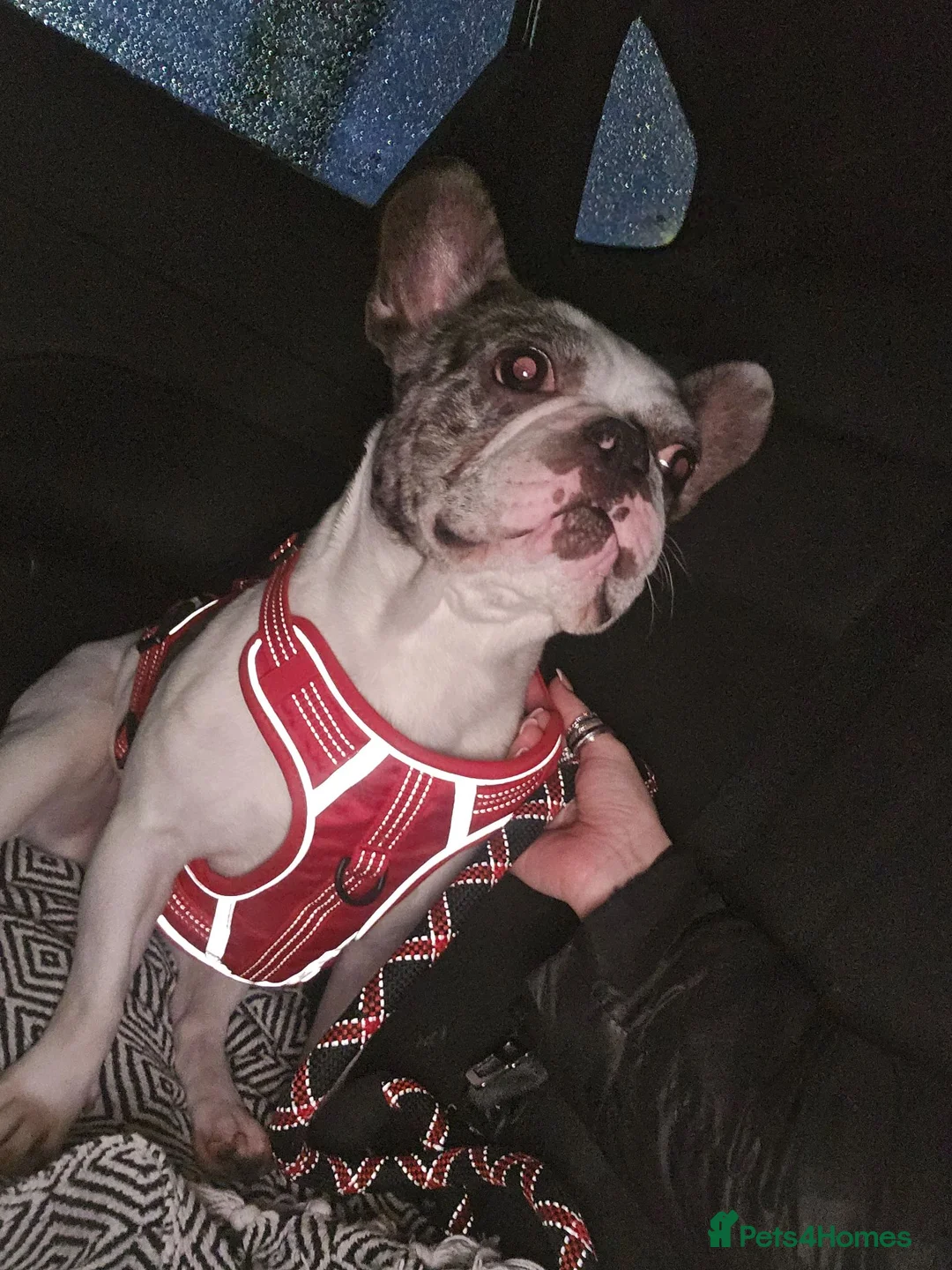 French Bulldog dogs for stud: Stud  in Warrington - Advert 4