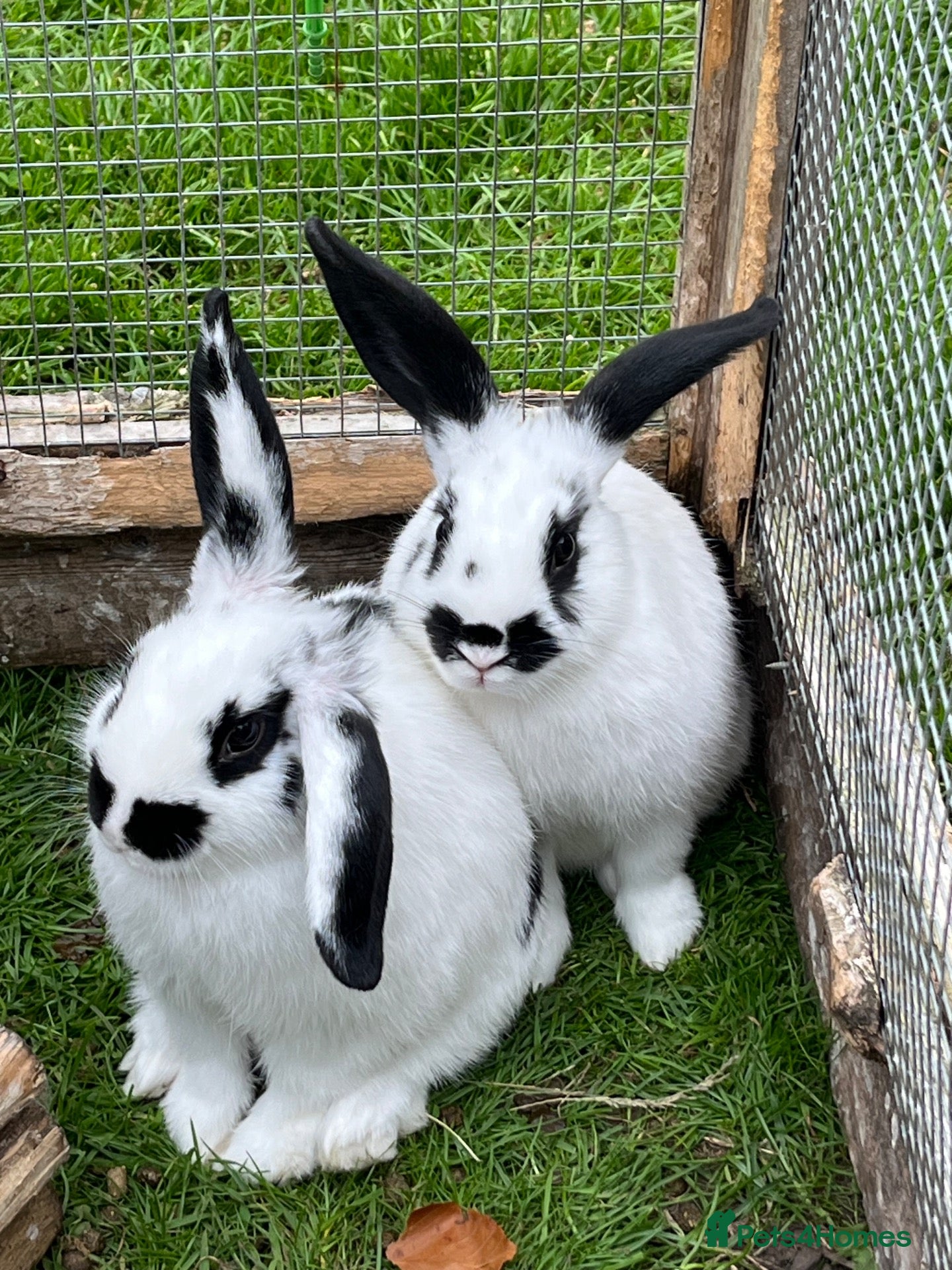 Mixed Breed rabbits Mini lop cross English spot baby bunnies  - Advert 10