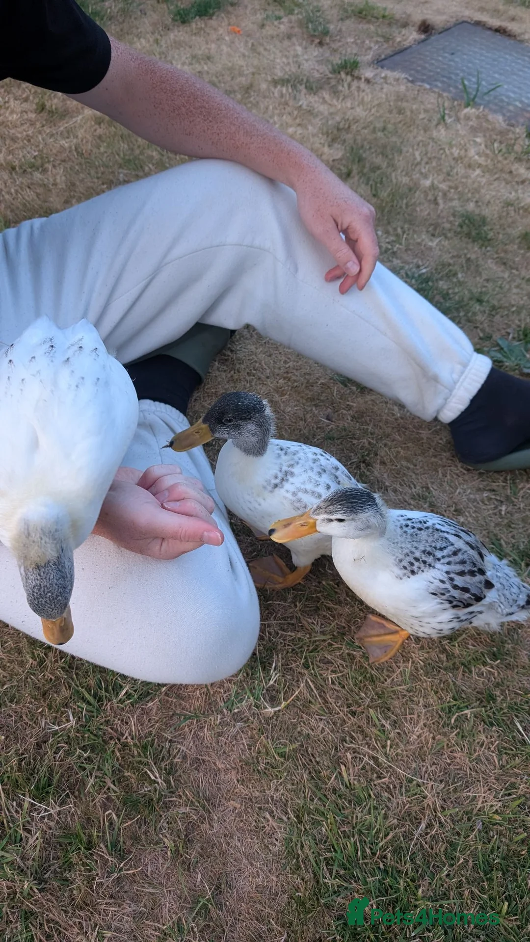 Ducks poultry for sale: 6 week old tame miniature silver appleyard ducks in Stockport - Advert 1