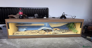 Bearded Dragon reptiles - Advert 6