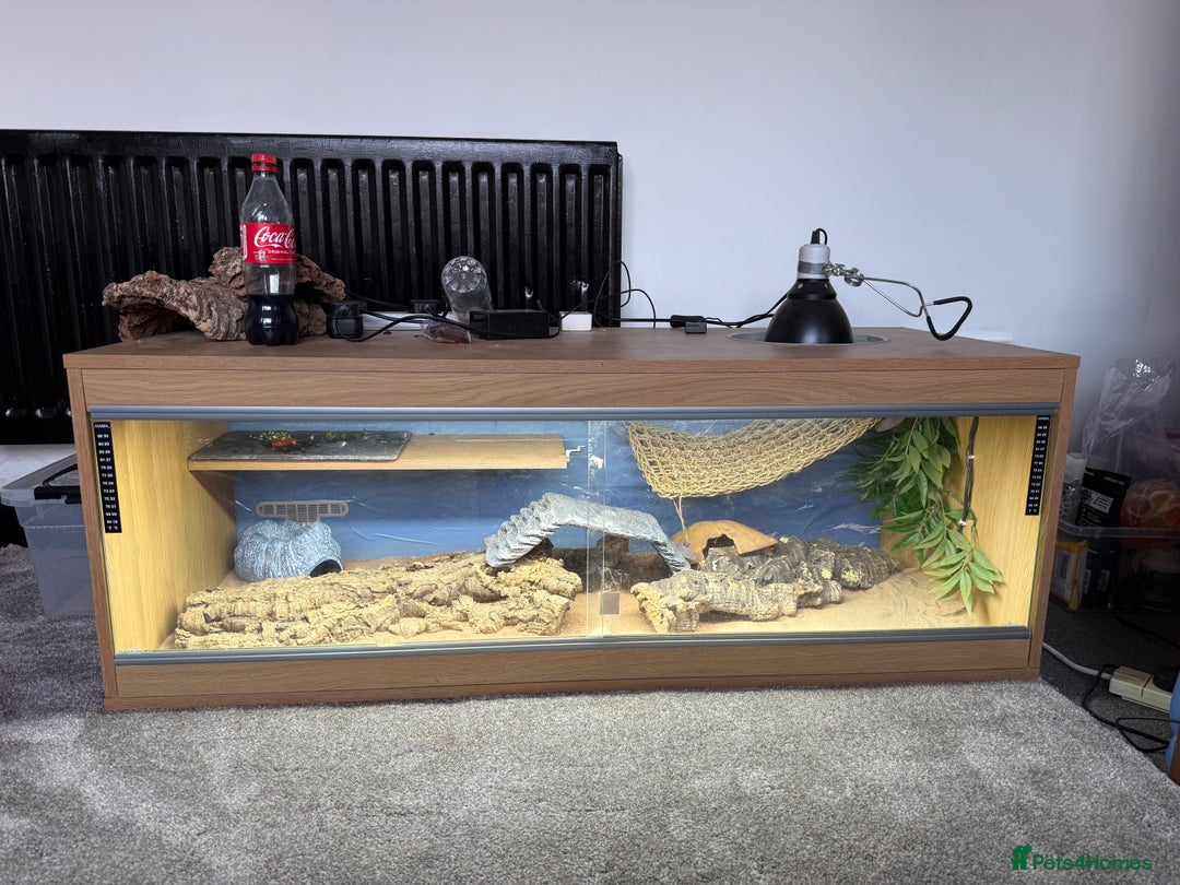 Bearded Dragon reptiles for sale: Bearded dragon  - Image 2