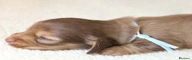 Miniature Dachshund Puppy 3