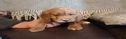 Cockapoo dogs for sale: Cockapoo puppies for sale - Advert 24