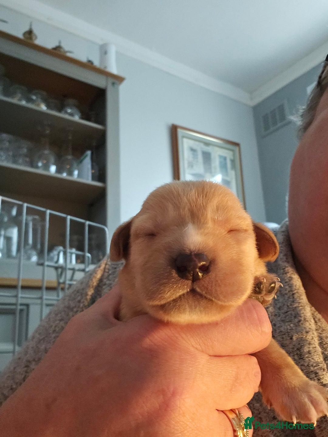 Labrador Retriever dogs for sale: Beautiful boy Labrador retriever  - Advert 4