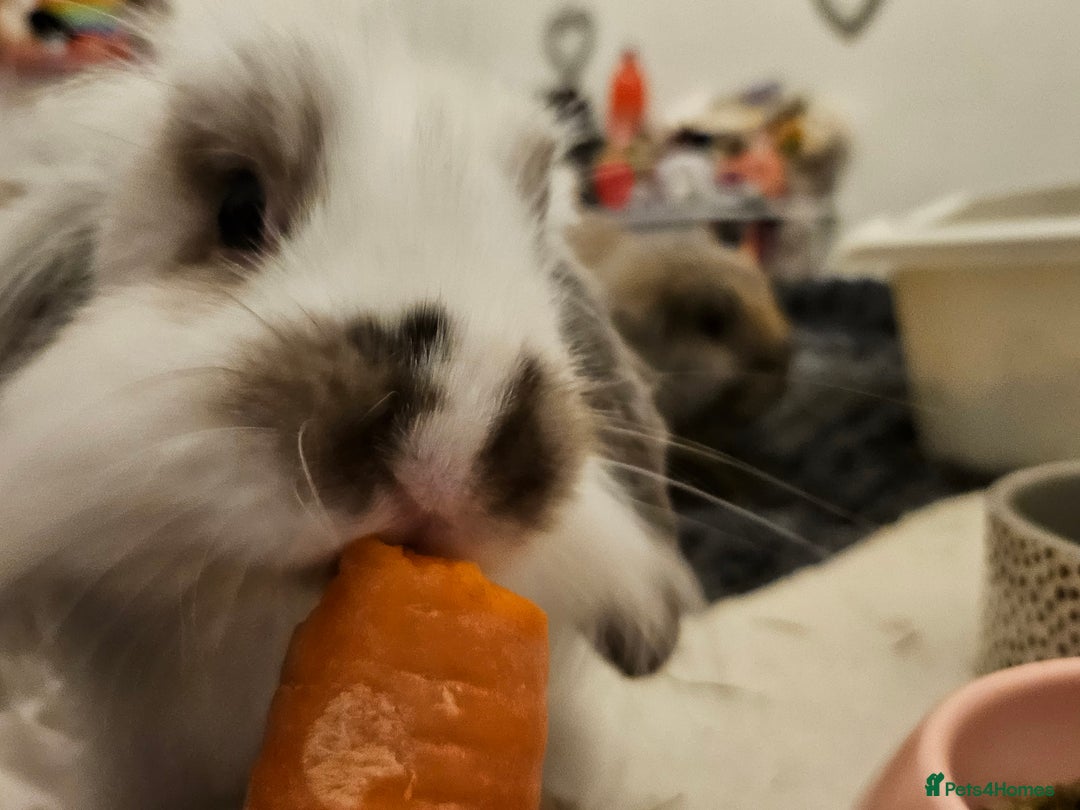 Mixed Breed rabbits for sale: 2 cute tame bunnies  - Image 3