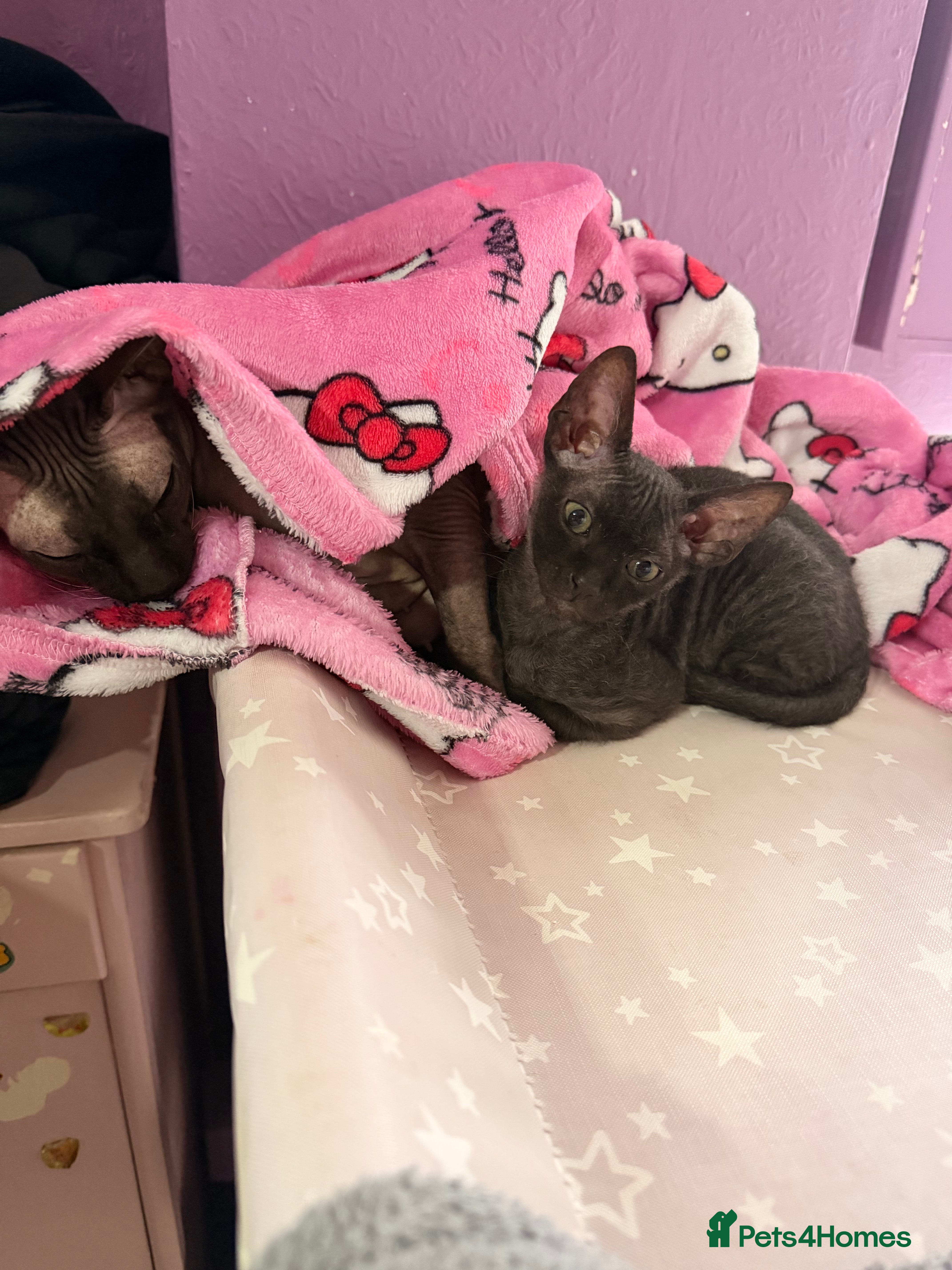 Mixed Breed cats Beautiful Velour Sphynx boy left 🖤 - Advert 3